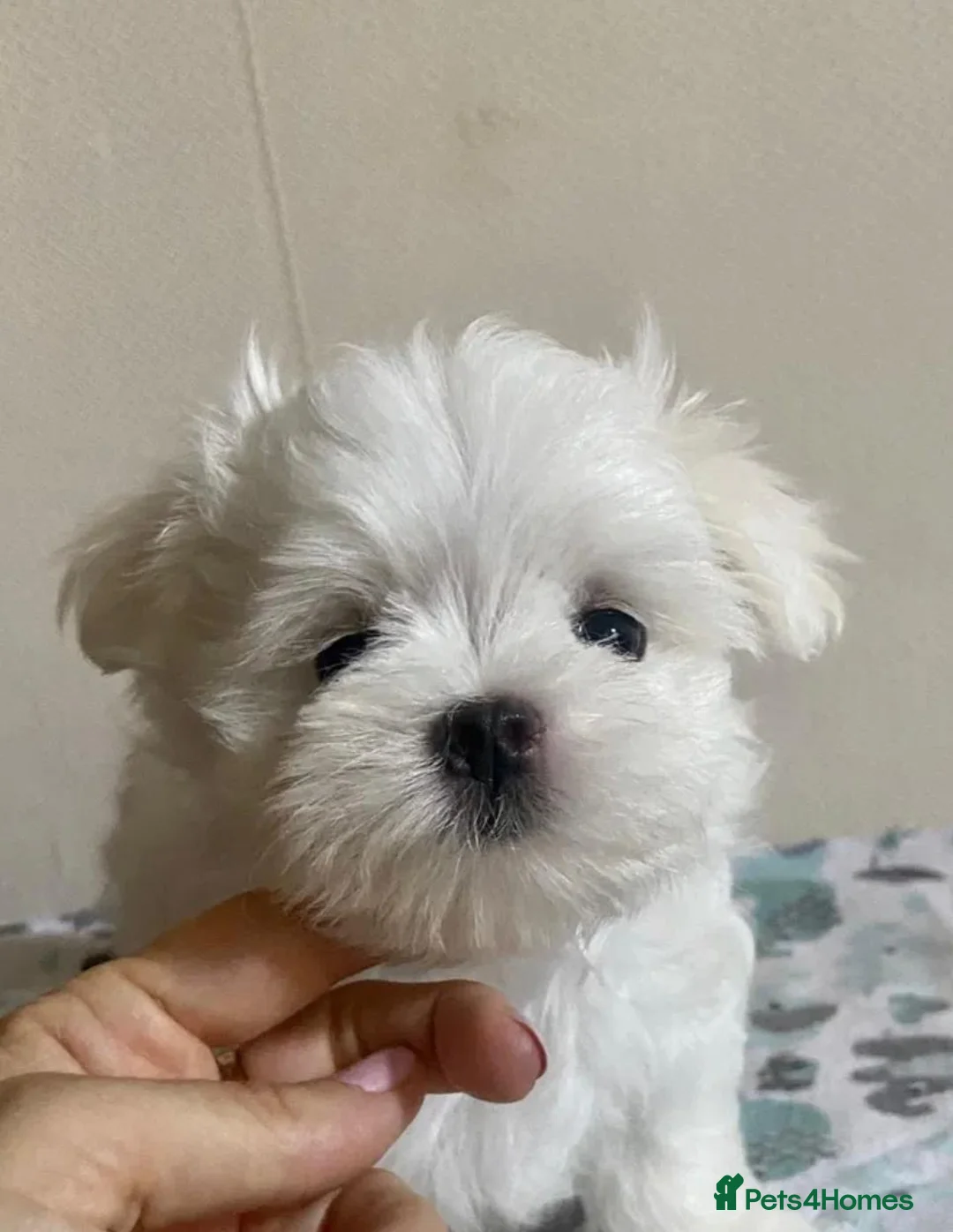 Maltese dogs for sale: Korean mini Maltese Boy  - Advert 2
