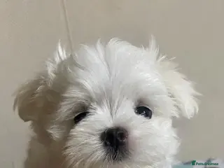 Maltese dogs Korean mini Maltese Boy - Advert 4
