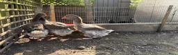 Geese poultry for sale: 3 exhibition Toulouse ganders  in Bedworth - Advert 3