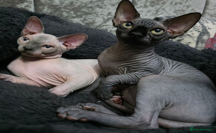 Sphynx cats FIFe stunning kittens - Advert 10