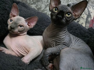 Sphynx cats FIFe stunning kittens - Advert 12