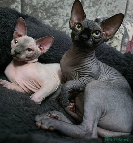 Sphynx cats FIFe stunning kittens - Advert 6