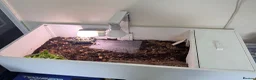 Tortoise reptiles for sale: Female tortoise very friendly  in Walsall - Advert 7