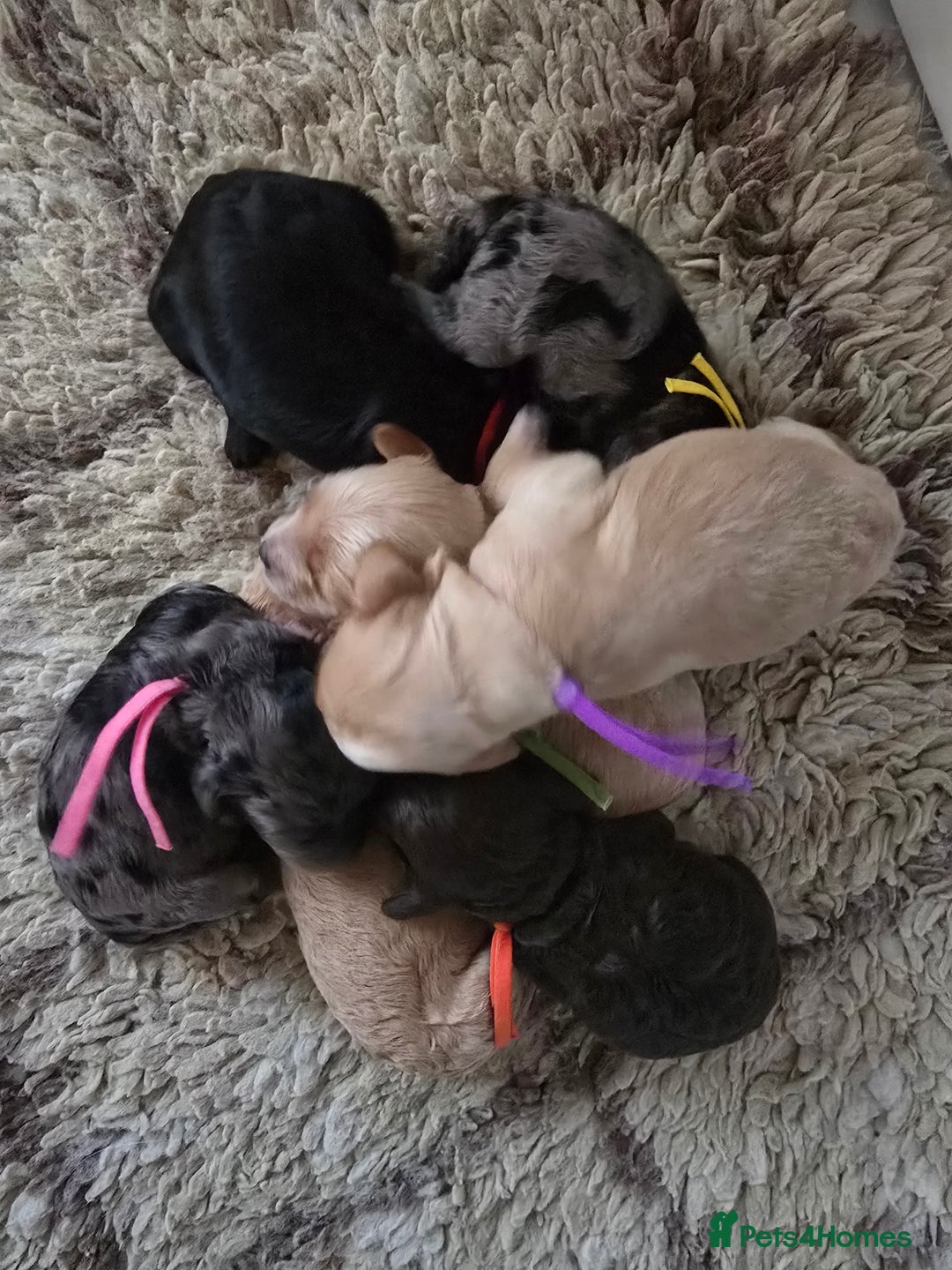 Cavapoo dogs for sale: Beautiful fully health tested cavapoo puppies  - Advert 17