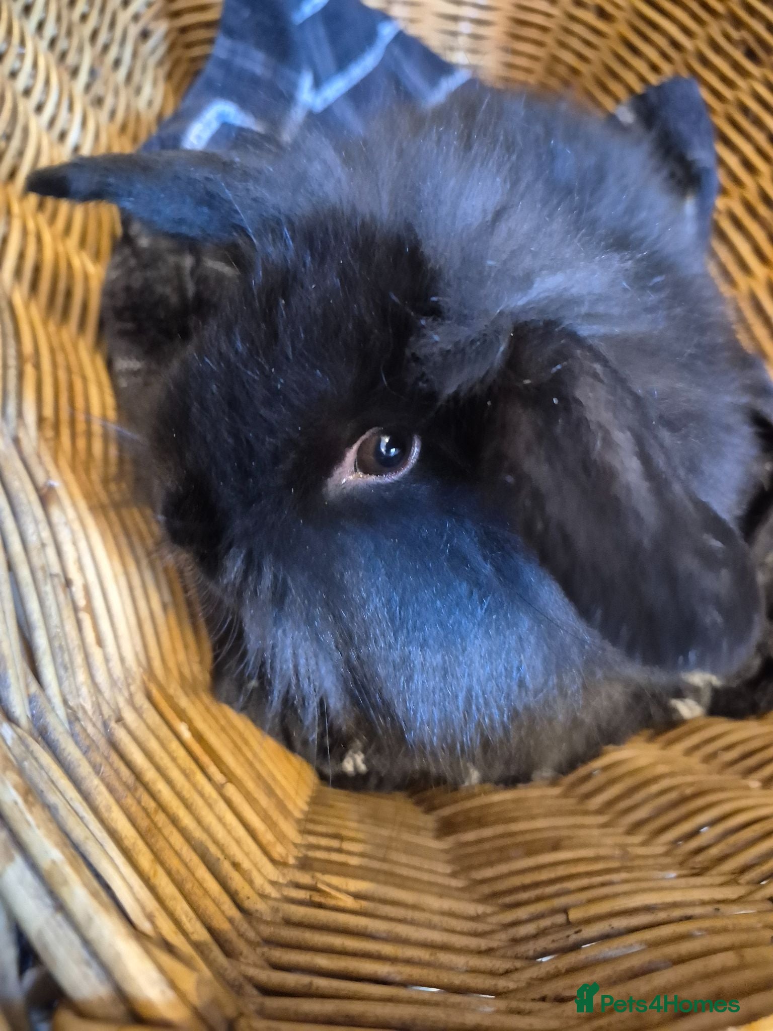 Mini Lion Lop rabbits Last 2! READY TO GO TODAY! Mini Lion Lop Babies! - Advert 2