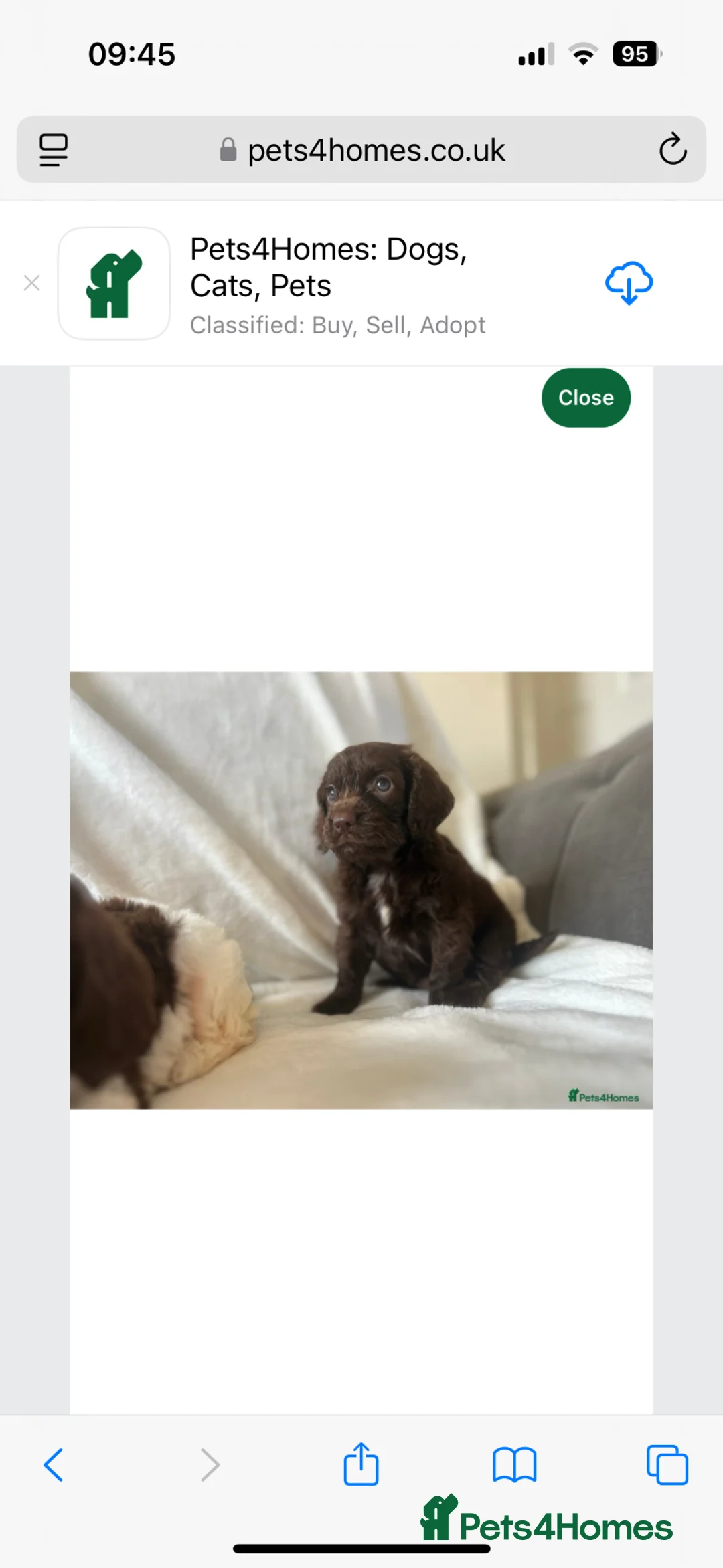 Cockapoo dogs for sale: 8 month male Cockapoo  - Advert 2