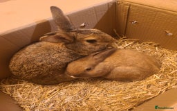 Netherland Dwarf rabbits for sale: Netherland dwarfs for free - Image 1