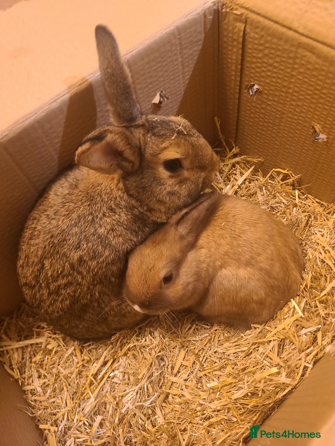 Netherland Dwarf rabbits for sale: Netherland dwarfs for free - Image 1