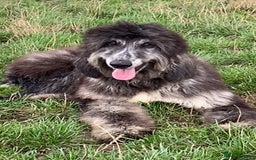 Afghan Hound dogs for sale: Two fabulous male Afghan hound puppies  - Image 14