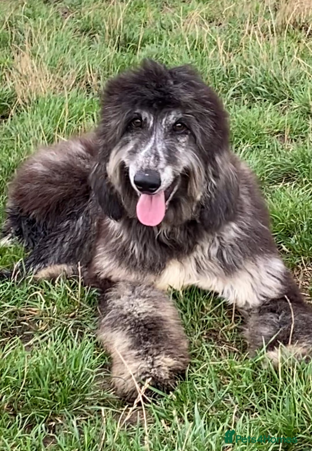 Afghan Hound dogs for sale: Two fabulous male Afghan hound puppies  - Image 14