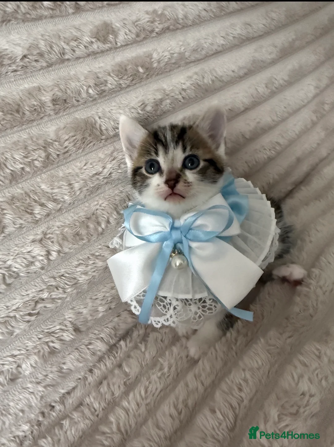 Mixed Breed cats for sale: Sweet kittens are looking for a new home. - Advert 16