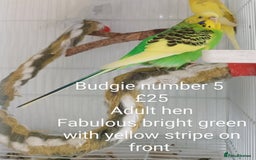 Budgerigars birds for sale: Budgies - babies, adults & pairs available/ - Image 10