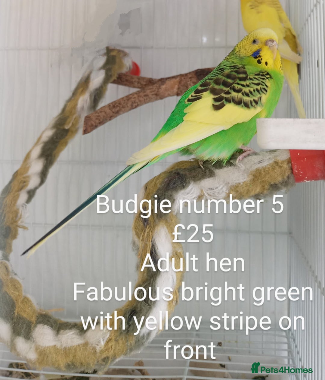 Budgerigars birds for sale: Budgies - babies, adults & pairs available/ - Image 10