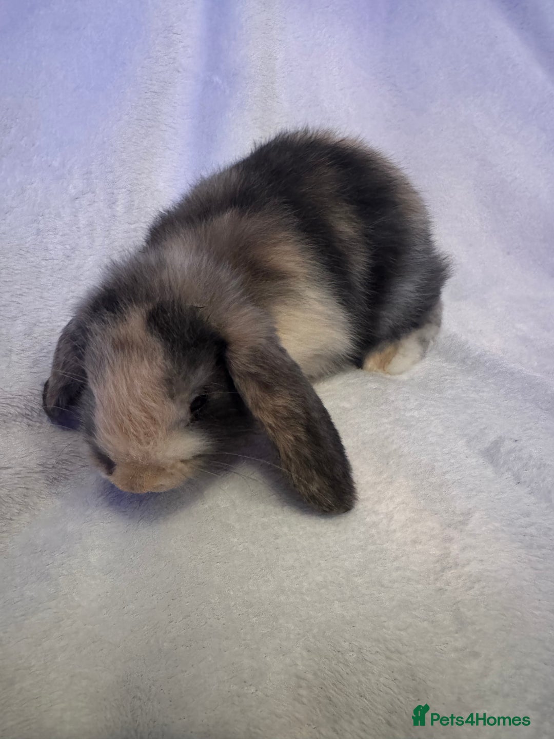 Mini Lop rabbits for sale: 3 Mini lops  - Image 7