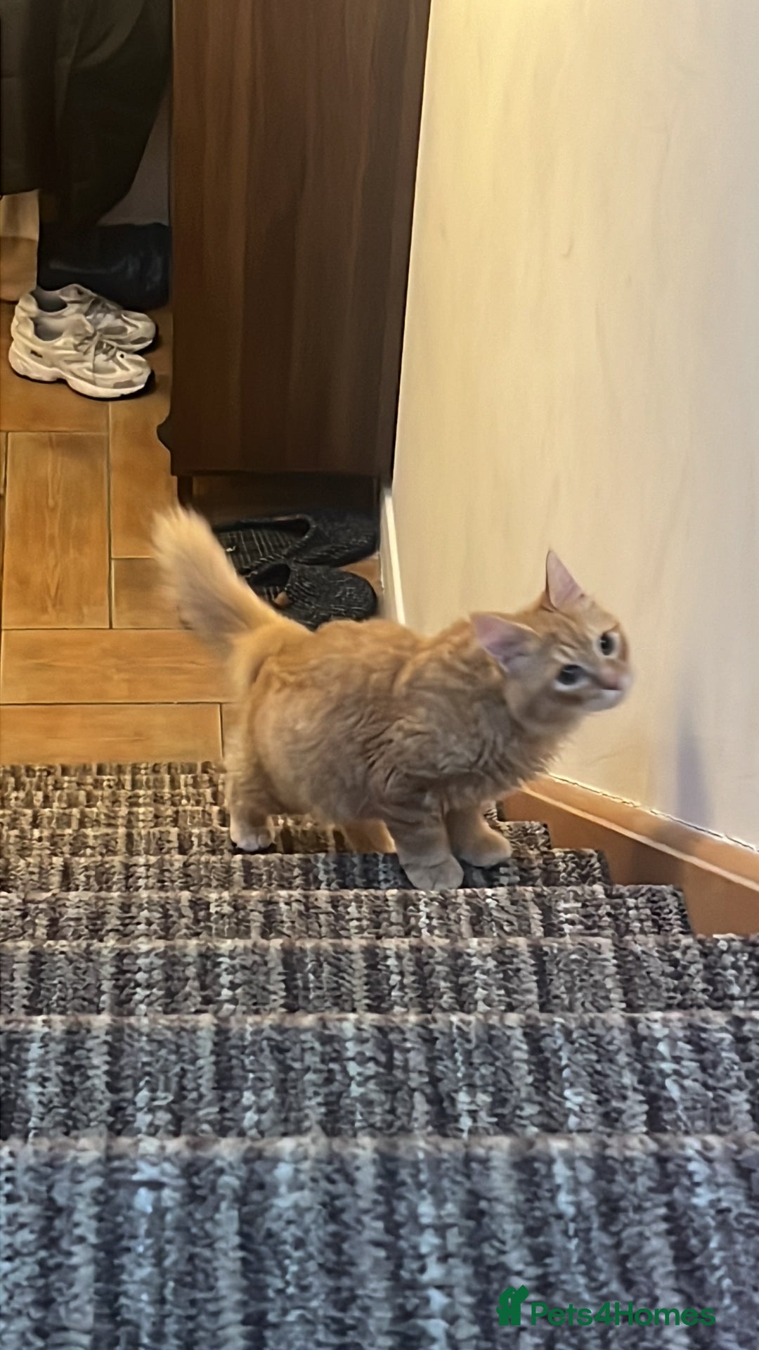 British Longhair cats for sale: Fluffy and Adorable Ginger Boy For Sale  - Advert 6