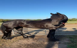 Friesian horses for sale: Friesian cross cob  - Image 2