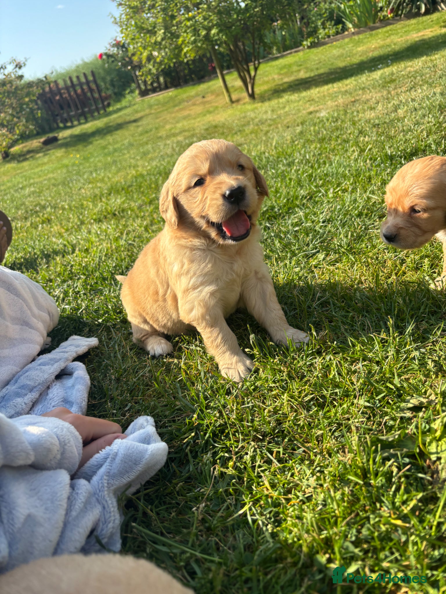 Golden Retriever dogs for sale: Stunning kc golden retriever puppies 🐶  in Ashford - Advert 11