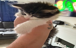 Domestic Shorthair cats for sale: 2 princes an 2 princess kittens  - Image 6