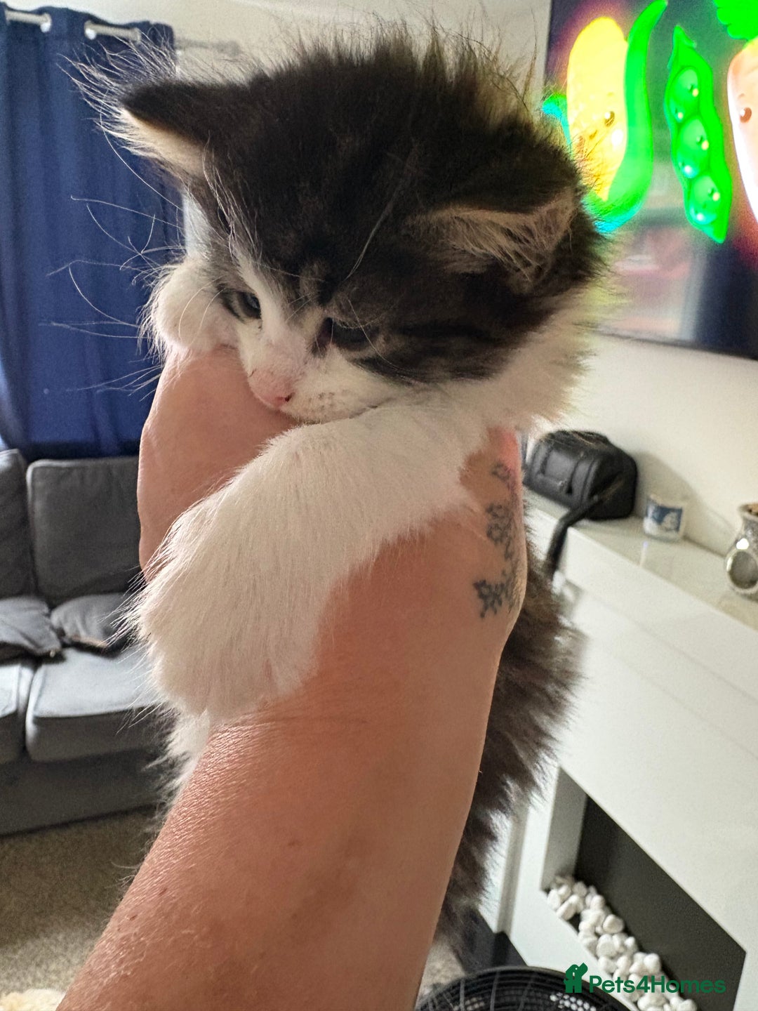 Domestic Shorthair cats for sale: 2 princes an 2 princess kittens  - Image 6