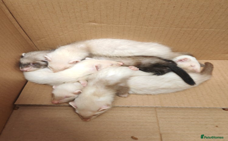 Ferret rodents - Advert 1