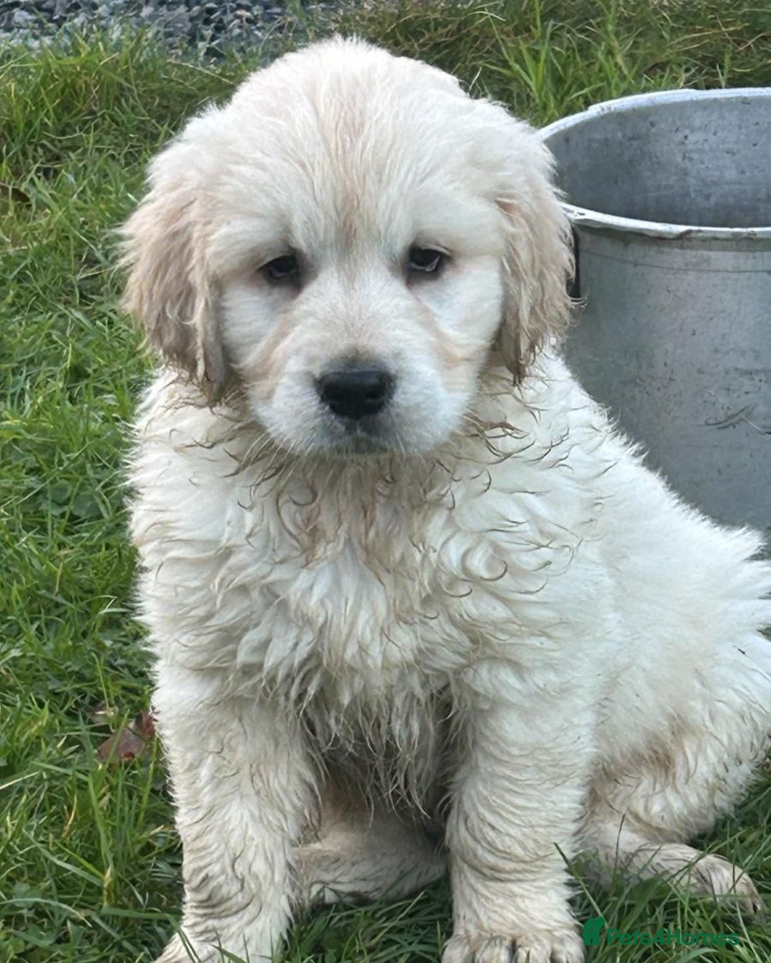 Golden Retriever dogs for sale: Adorable Golden Retriever Puppies Available - Advert 4
