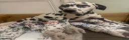 Dalmatian dogs for sale: Dalmatian puppies  in Cheadle - Advert 1