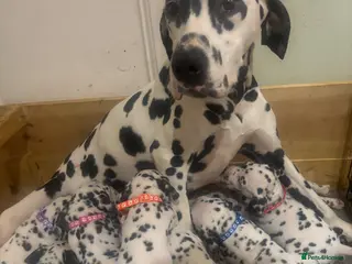 Dalmatian dogs Dalmatian puppies - Advert 4