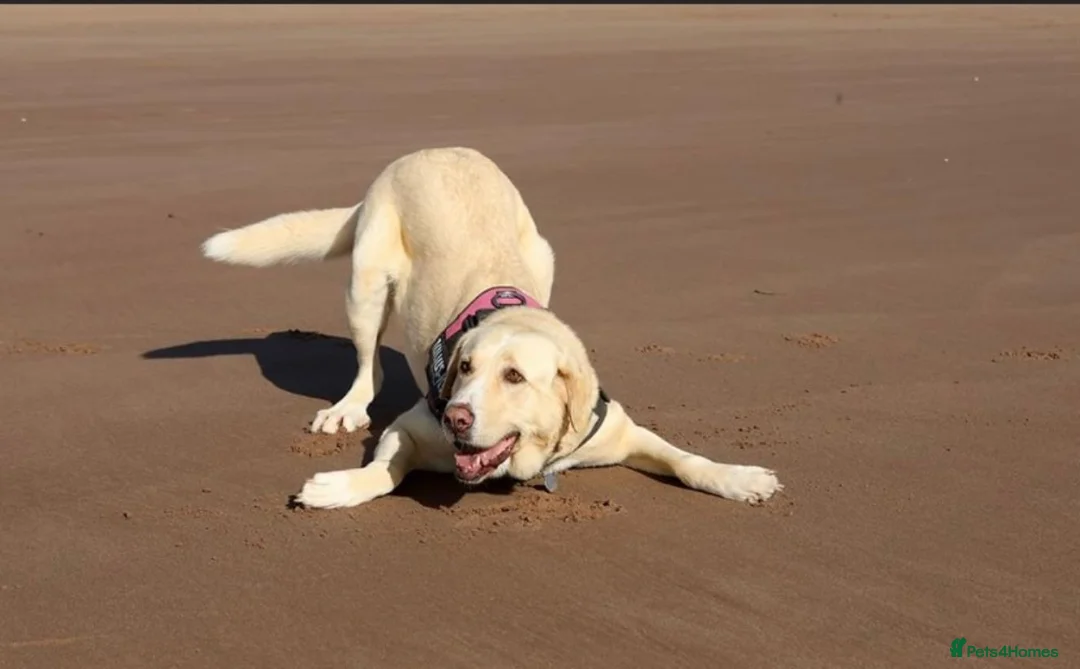 Mixed Breed dogs for adoption: Meet Mia 😍 - Advert 2