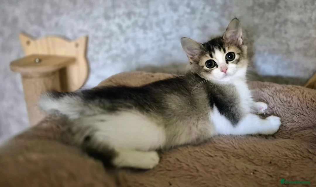 Munchkin cats for sale: Munchkin × British Longhair  - Advert 8