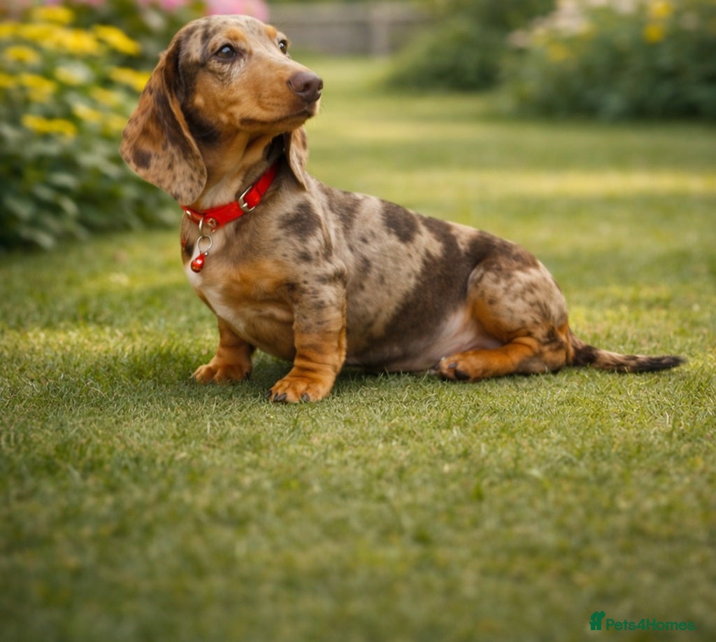Miniature Dachshund dogs Coco chocolate Dapple female 😍 - Advert 2