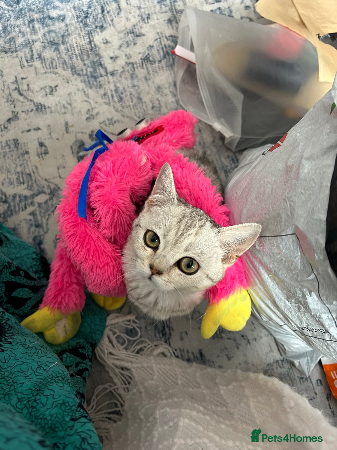 British Shorthair cats for sale: Silver spotted British shorthair  - Advert 1