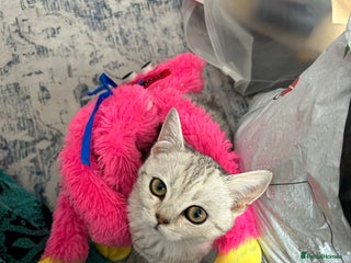 British Shorthair cats Silver spotted British shorthair - Advert 2