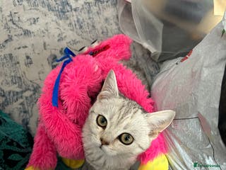 British Shorthair cats Silver spotted British shorthair - Advert 18