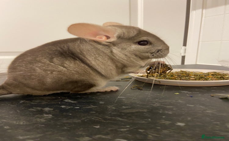 Chinchilla rodents - Advert 1