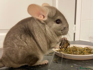 Chinchilla rodents - Advert 1