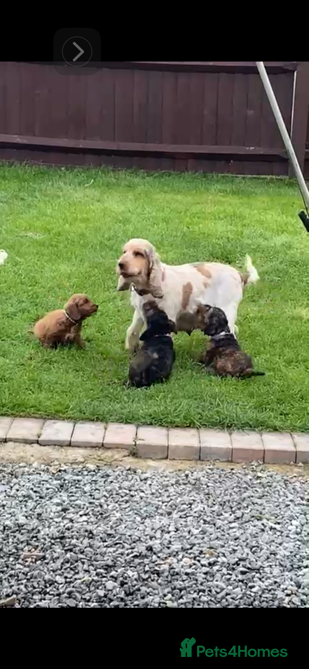 Cockapoo dogs for sale: Adorable cockerpoo puppies  - Image 8