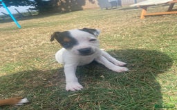 Mixed Breed dogs for sale: Jack Russels  - Image 2