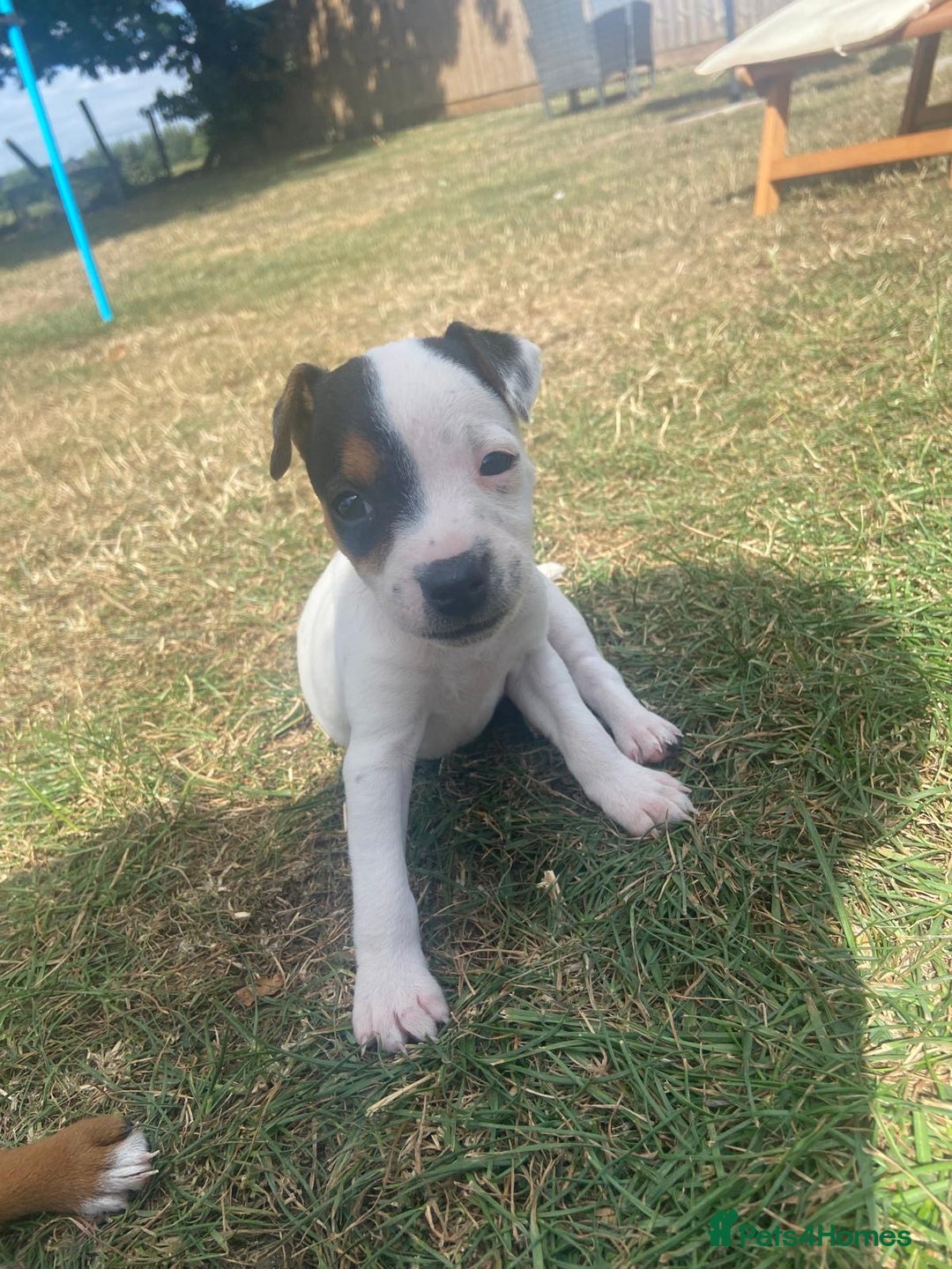 Mixed Breed dogs for sale: Jack Russels  - Image 2