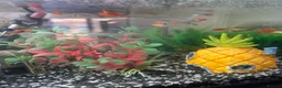 Other/Mixed Breed fish for sale: Guppies 4 sale  in Basildon - Advert 2