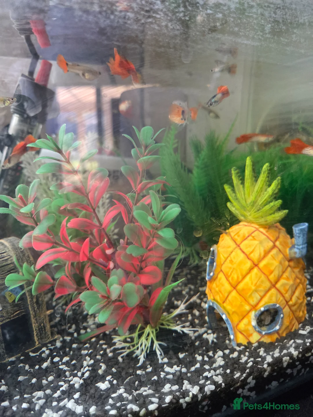 Other/Mixed Breed fish for sale: Guppies 4 sale  in Basildon - Advert 2