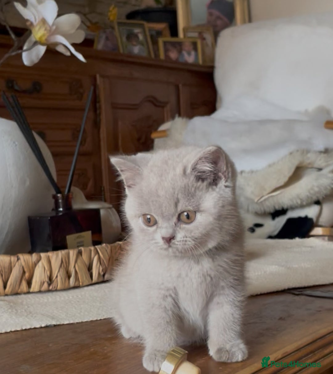 British Shorthair cats for sale: Beautiful Lilac BSH champion Line kittens - Image 30