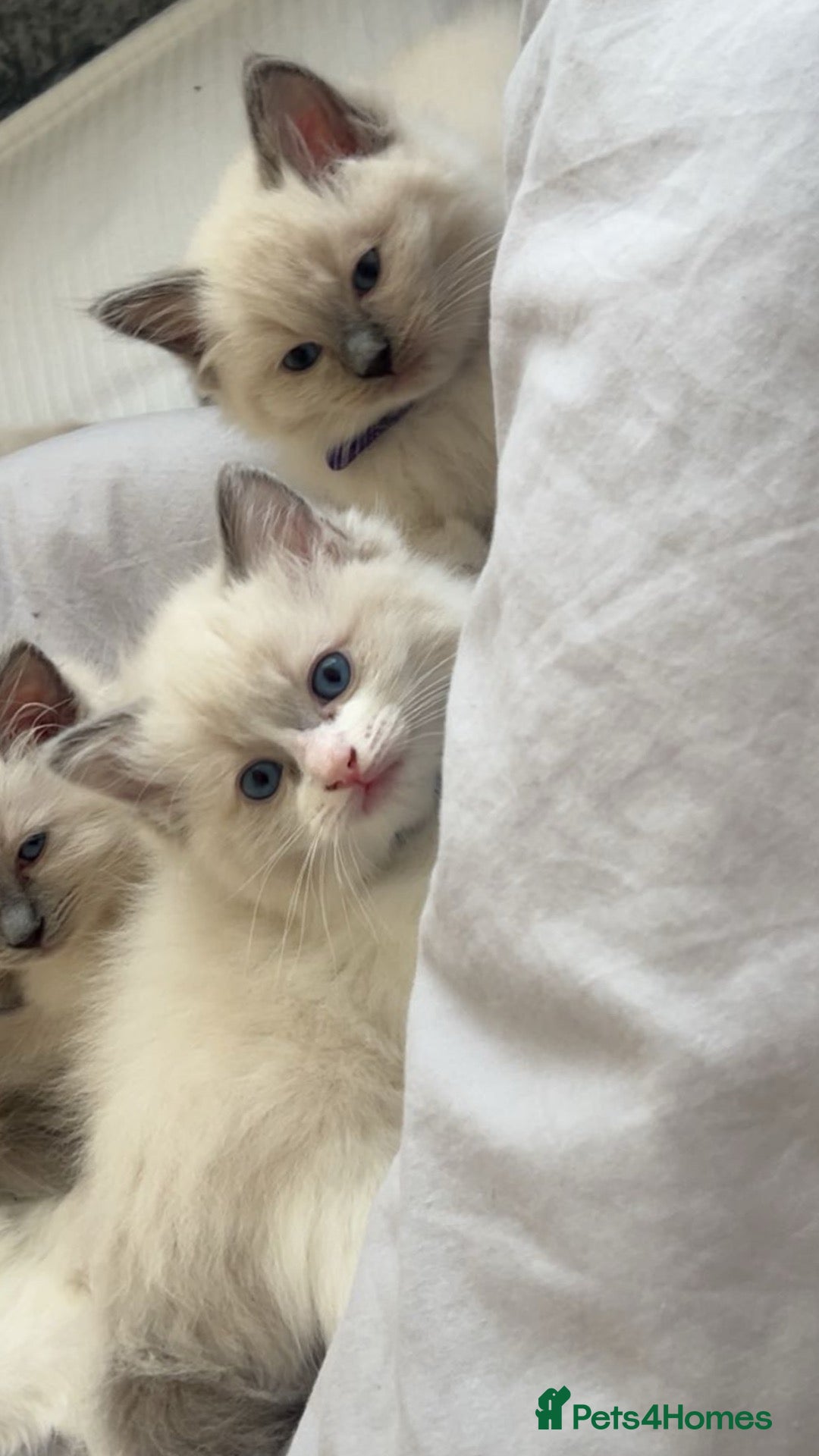 Ragdoll cats Gorgeous Ragdoll Kittens Looking for Loving Homes - Advert 9