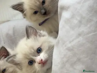 Ragdoll cats Gorgeous Ragdoll Kittens Looking for Loving Homes - Advert 9