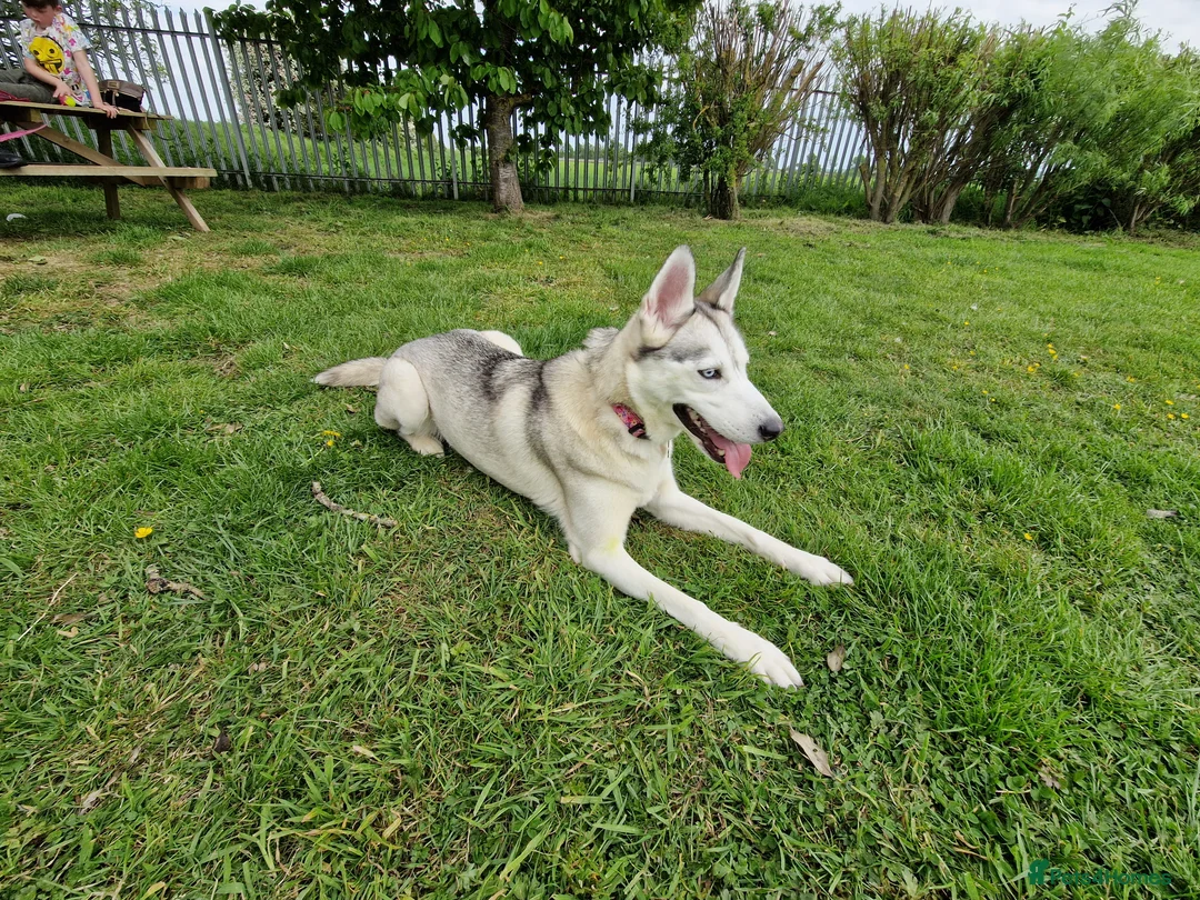 Siberian Husky dogs for sale: Two Siberian Huskys for new homes - Advert 4