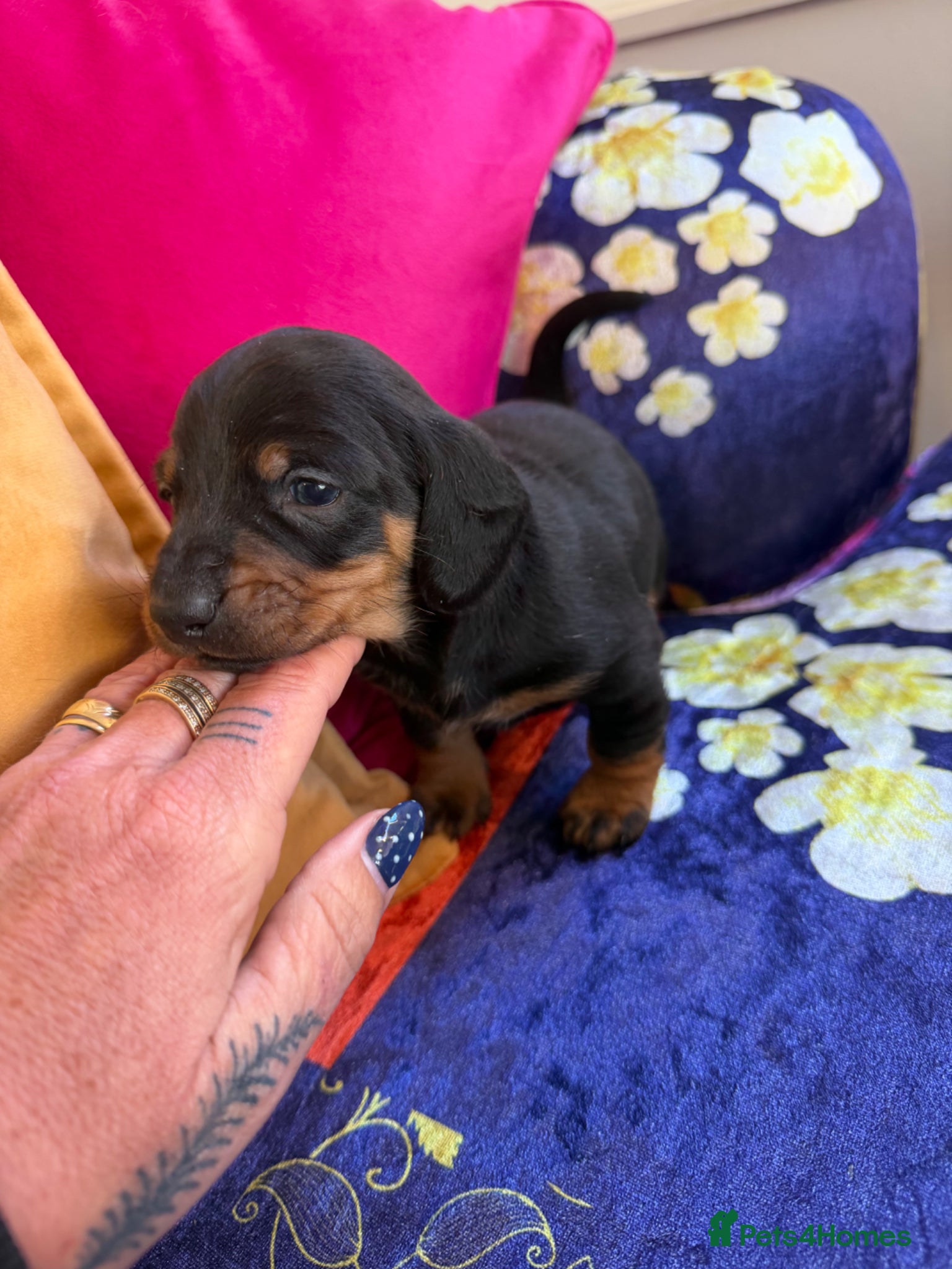Miniature Dachshund dogs Dachshund miniature smooth hair pups - Advert 9