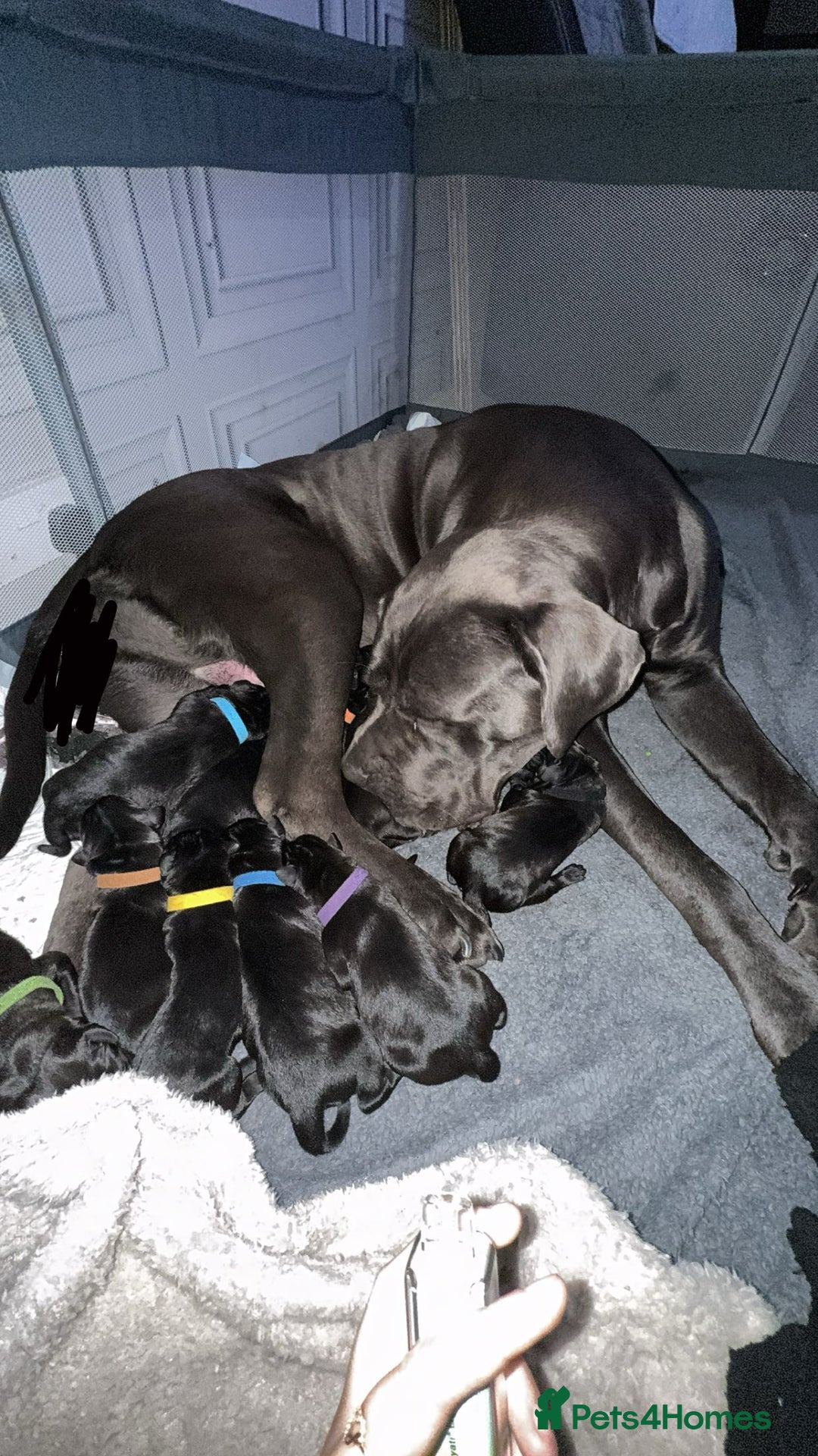 Cane Corso dogs for sale: 12 beautiful cane corso puppies 🐾 - Advert 3