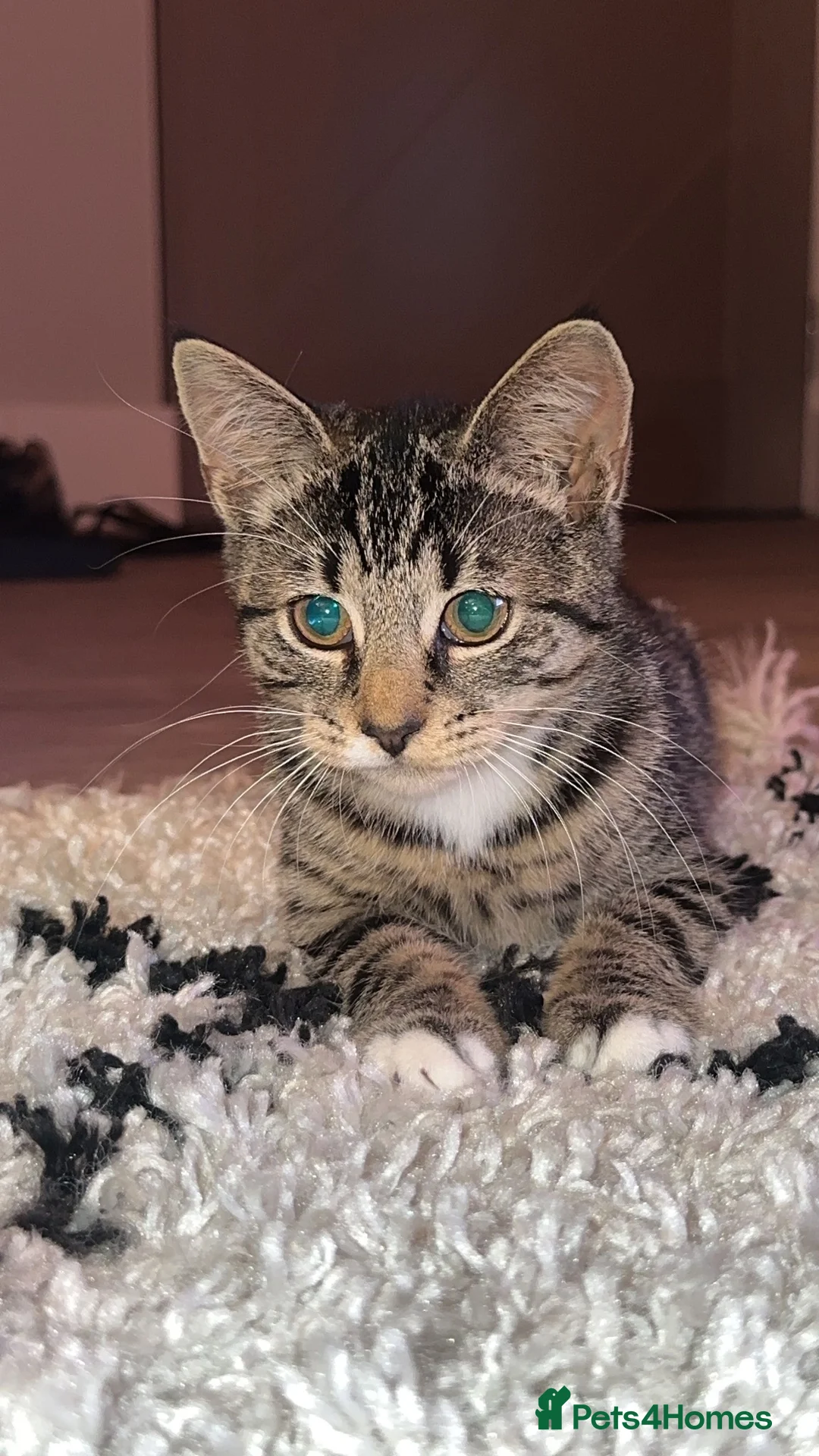 Mixed Breed cats for sale: Friendly Tabby Shorthair Cat for Sale 🐱 in Leicester - Advert 2