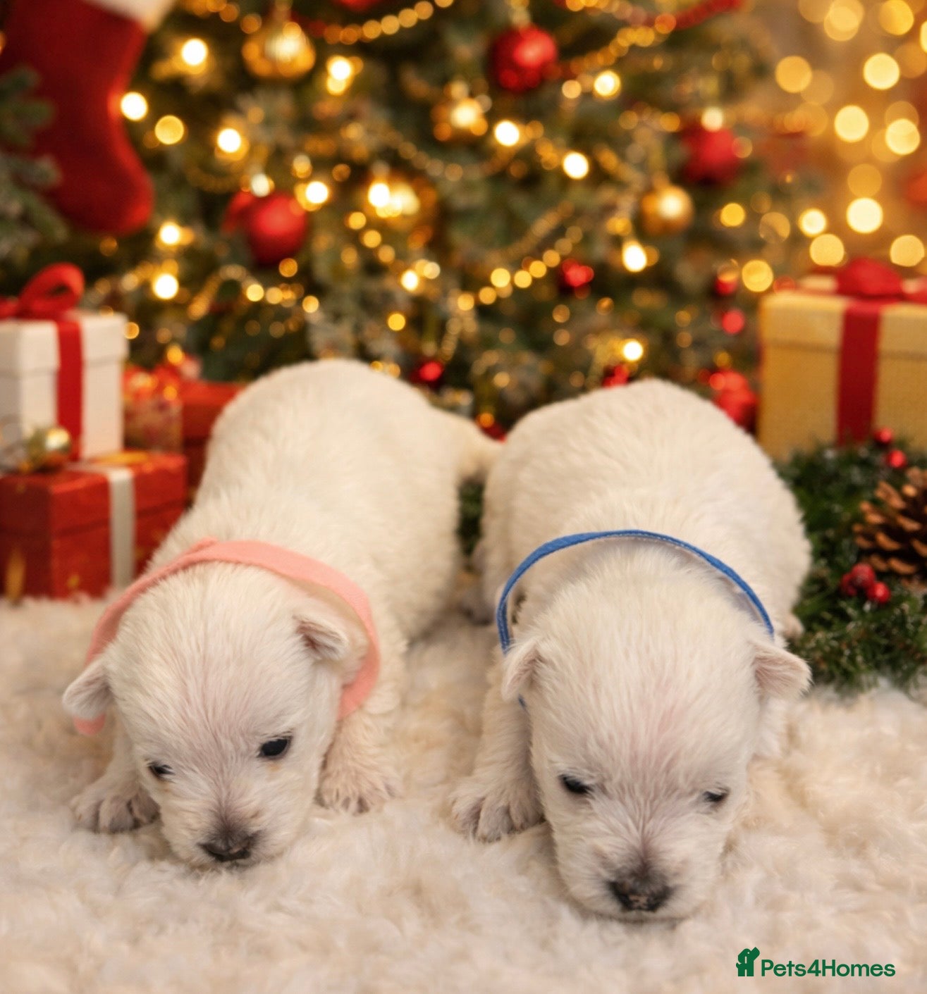 West Highland Terrier dogs KC West Highland Terriers 🧬 Health Tested Parents - Advert 6