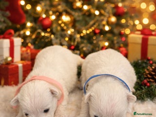 West Highland Terrier dogs KC West Highland Terriers 🧬 Health Tested Parents - Advert 6