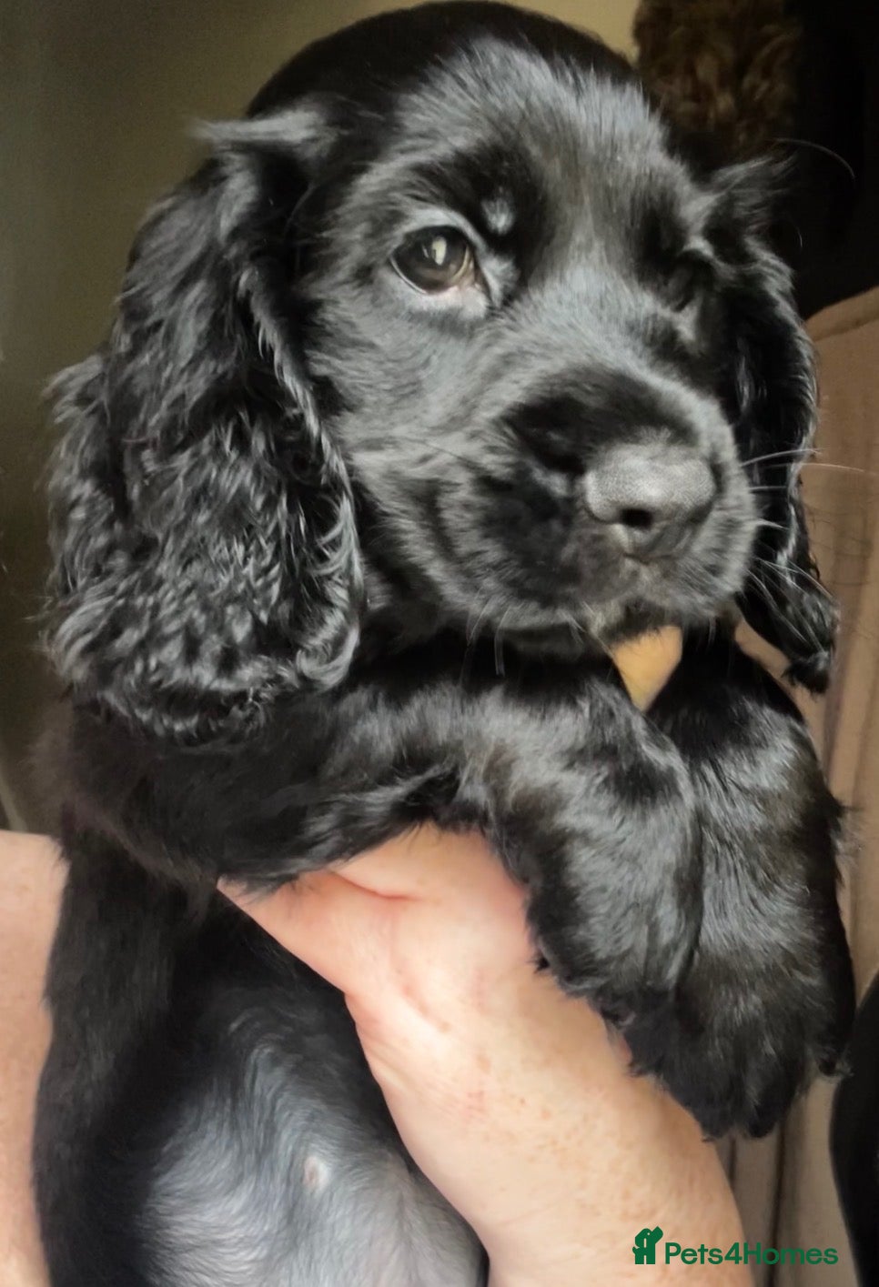 Cocker Spaniel dogs  stunning colours Cocker Spaniels 5 🌟🌟🌟🌟🌟  - Advert 1